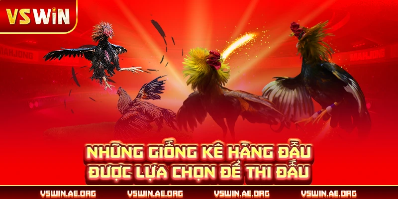 Những giống kê hàng đầu được lựa chọn để thi đấu